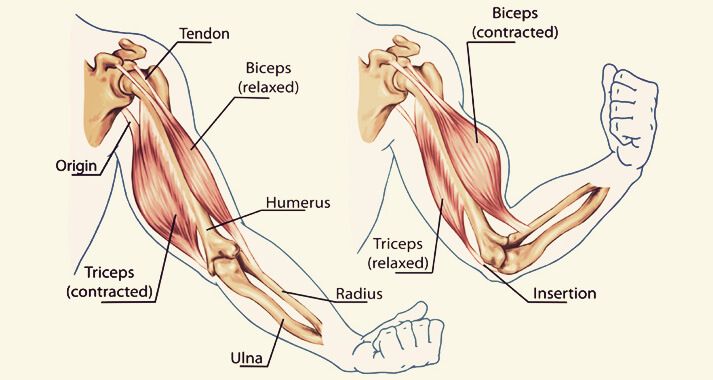 Veranschaulichung des Bizeps und des Trizeps im Arm. Der Bizeps ist oberhalb im Oberarm, der Trizeps im unteren Oberarm.